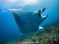 Come fly with me ...

Manta Ray - Mobula alfredi

Man... by Stefan Follows 